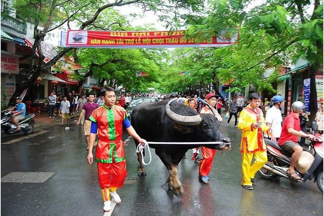 choi-trau-do-son-4-roygent-parks-haiphong