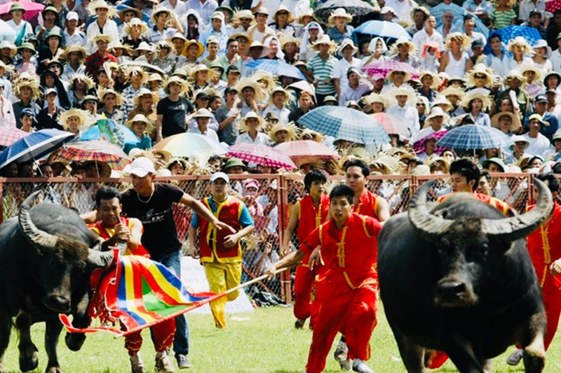 choi-trau-do-son-5-roygent-parks-haiphong