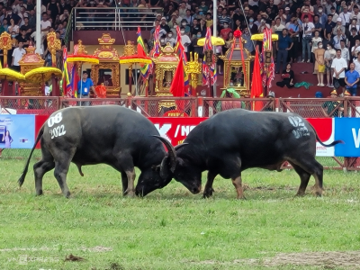 Do Son Buffalo Fighting Festival – A Unique Cultural Tradition of the Coastal People of Hai Phong.